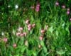 Cypripedium yunnanense3_Chi_Yunnan_Napa Hai_17_06_01