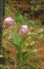 Cypripedium yunnanense4_Chi_Yunnan_Napa Hai_17_06_01