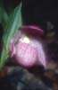 Cypripedium yunnanense5_Chi_Yunnan_Napa Hai_17_06_01