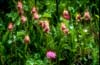Cypripedium yunnanense6d_Chi_Yunnan_Zhongian_20_06_01