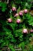 Cypripedium yunnanense7_Chi_Yunnan_Zhongian_20_06_01