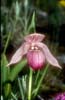 Cypripedium yunnanense9_Chi_Yunnan_Zhongian_20_06_01
